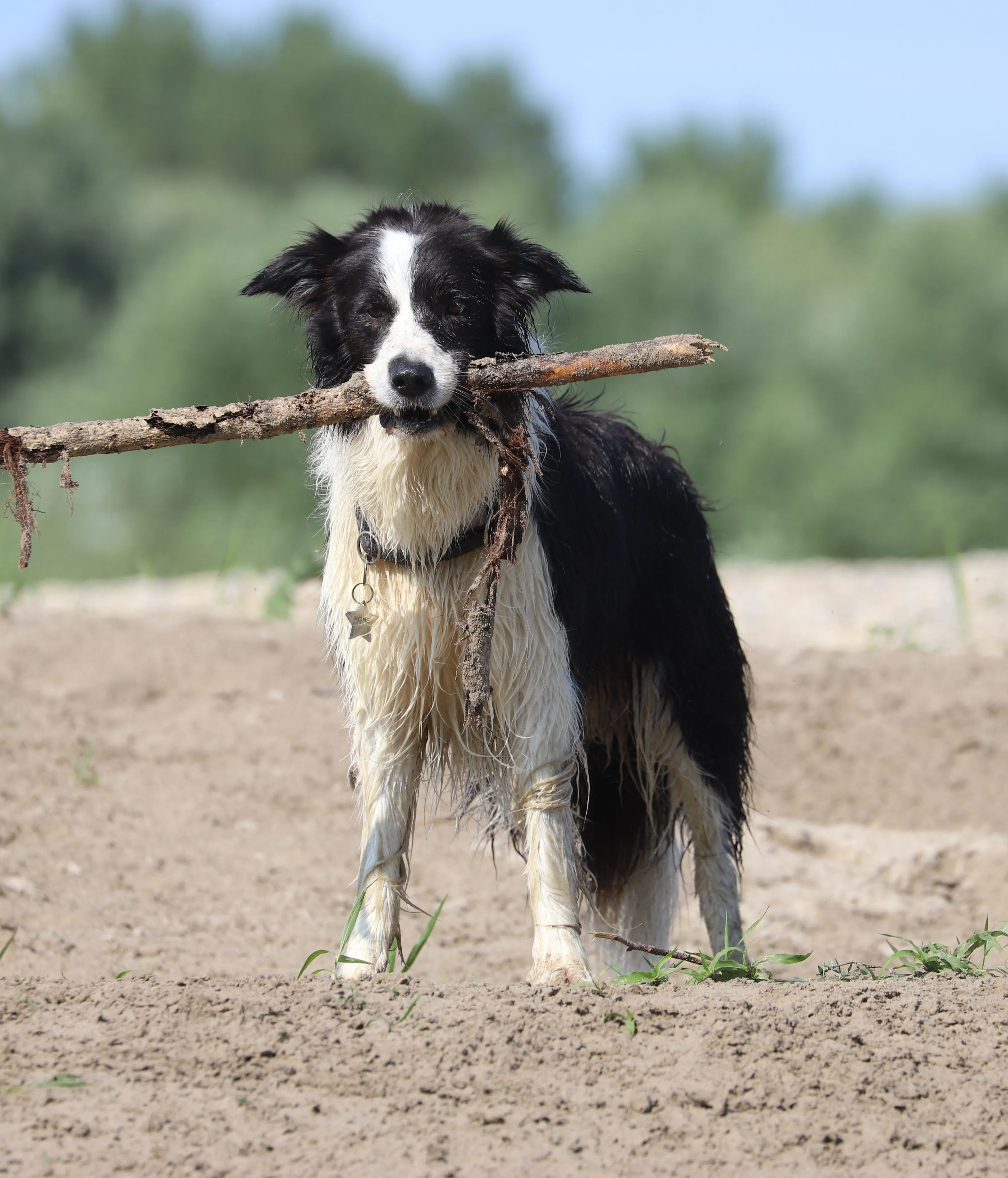 Tratti fisici del Border Collie