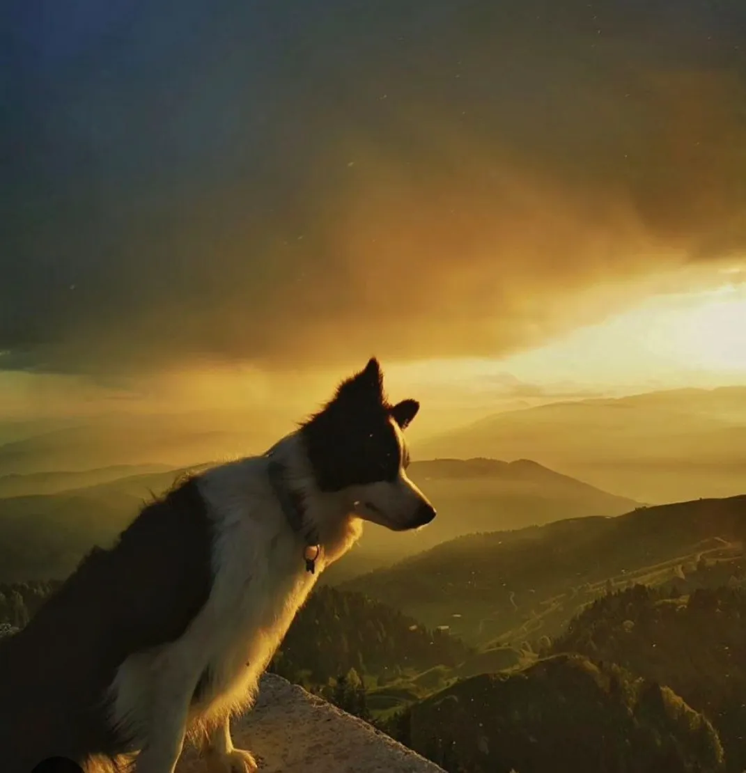 Caratteristiche del Border Collie