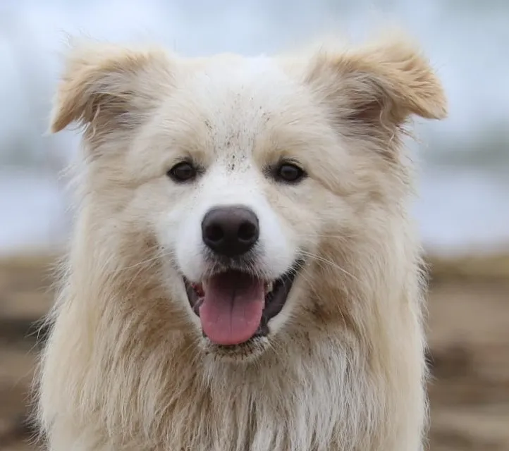 Gelert